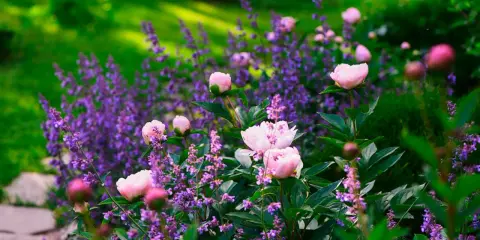 En lummig trädgård där man valt att odla blommor med rosa pioner och lila lavendel.
