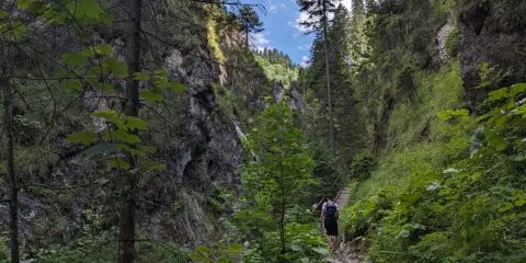 Spacer w wąwozie, gdzie skalne ściany porasta bujna zieleń. W oddali widać drewniane schody prowadzące w górę. To piękna **dolina juraniowa**.