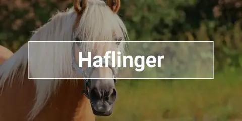 Ein Haflinger-Pferd mit heller Mähne. Diese Rasse ist bekannt für ihre Langlebigkeit; wie alt werden Haflinger?