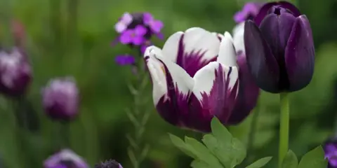 Två mörklila tulpaner, en med vita inslag, blommar i en trädgård. Snart är det dags att plantera tulpaner för nästa säsong.