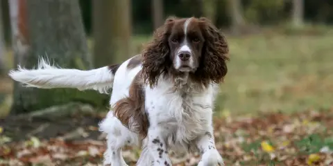 Un chien anglais, un Springer, court dans les feuilles d'automne.