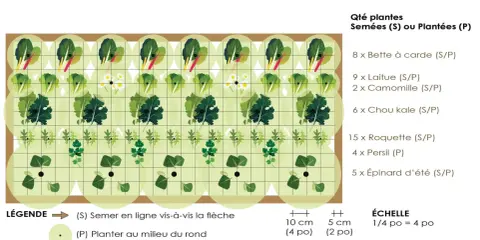 Plan de potager productif avec légumes feuilles : bette, laitue, chou kale, roquette, persil, épinard. Idéal pour la rotation culture potager.