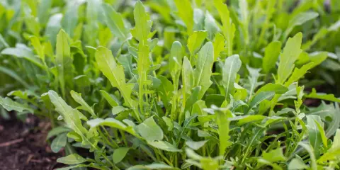 Frisch grüne Rucola Pflanzen wachsen dicht im Boden. Die Blätter sind gezackt und bereit für die Ernte.