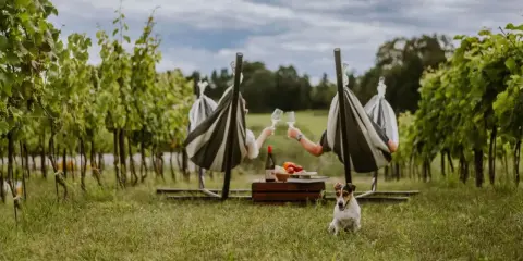 Relaks w winnicy z noclegiem: para w hamakach wznosi toasty, piesek pilnuje pikniku.