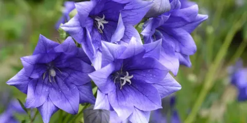 Fleurs bleues en forme d'étoile, parfaites comme fleurs à planter en ce moment pour égayer votre jardin.
