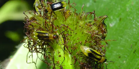 Several corn rootworm beetles are clustered on a green plant part, their yellow and black stripes visible.