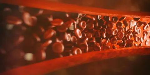 Krwinki czerwone płynące w naczyniu krwionośnym. Widać ich wiele, a ich ruch jest ciągły, nilogrin na co.