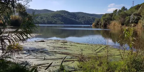 Un lago sereno en el parc del Foix, con vegetación flotante y colinas boscosas al fondo bajo un cielo azul.