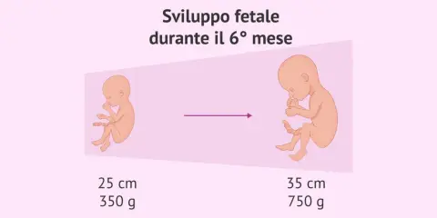 Sviluppo fetale nel 6° mese: un feto di 25 cm e 350 g evolve a 35 cm e 750 g.