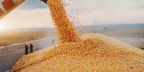 Złote ziarna kukurydzy sypią się z rury, tworząc kopiec. To przyszłe paliwo do pieca na pellet, symbol obfitych zbiorów.