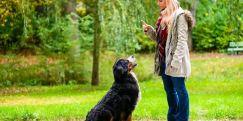 Kobieta uczy psa komendy siad w parku. Pies siedzi, patrząc na nią z uwagą.