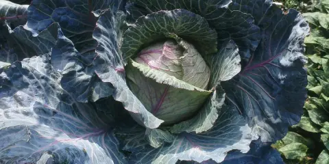 Gros chou rouge aux feuilles ondulées, prêt pour la culture. Un spectacle de la nature qui annonce de bons repas.