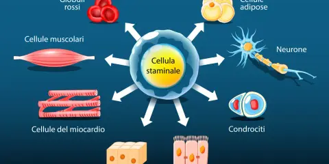 La cellula staminale è il punto di partenza per diversi tipi di cellule staminali, tra cui globuli rossi, cellule muscolari, neuroni e condrociti.