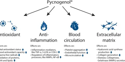 Pycnogenol® działa antyoksydacyjnie, przeciwzapalnie, wspiera krążenie i macierz zewnątrzkomórkową. Dowiedz się, pycnogenol co to za substancja!