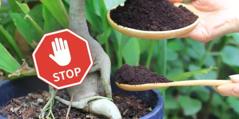 Stop! Fusy z kawy nie są dobre dla wszystkich roślin. Uważaj, zanim dodasz je do ziemi.