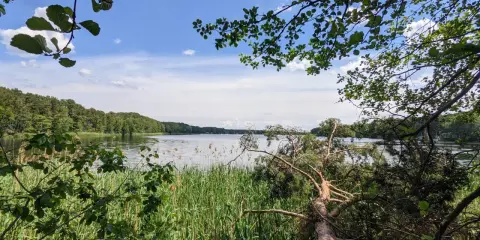 Spokojne jezioro sławskie otoczone zielenią. Gałęzie drzew zwisają nad wodą, a trzciny szumią na brzegu.
