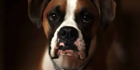 Un magnifique boxer chien au regard intense, avec une liste blanche sur le front et un collier argenté.