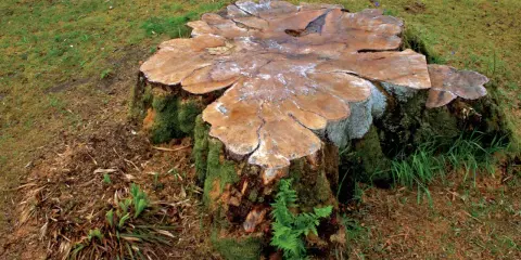 Gros tronc d'arbre couvert de mousse, prêt à pourrir. La nature reprend ses droits, montrant comment faire pourrir une souche naturellement.