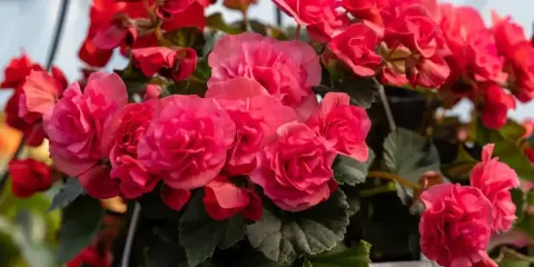 Kaskada różowych i czerwonych kwiatów begonia. Piękna begonia uprawa w wiszącej donicy, pełna życia i koloru.