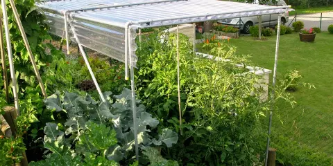 Un abri simple pour protéger vos tomates. Ce toit protège les plants des intempéries, idéal pour un jardin potager.