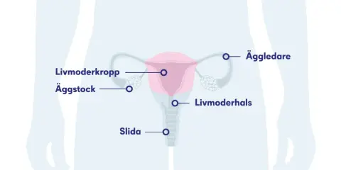 Illustration av kvinnans reproduktionsorgan. Kan ge en förklaring till ont i livmodern klimakteriet.