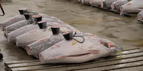 Rows of large, whole yellowfin tuna, some with tags and black caps on their tails, displayed on a wet floor.