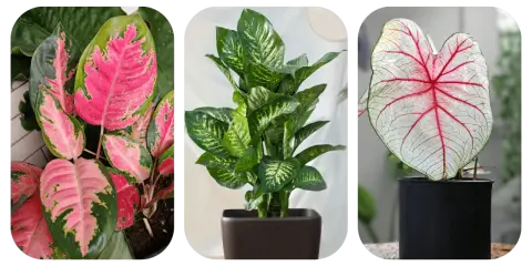 Aglaonema o różowych liściach, zielona dracena i kaladium z czerwonymi żyłkami. Do uprawy aglaonemy najlepsza jest lekka, przepuszczalna ziemia.