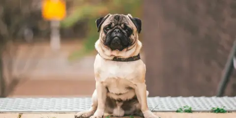 Smutny mops siedzi na chodniku. Może czas pomyśleć, jak odchudzić psa, by był zdrowszy i szczęśliwszy.