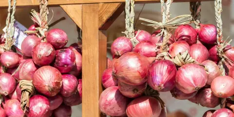 Zwiebeln trocknen: Bündel von roten Zwiebeln hängen an einem Holzgestell. Die Zwiebeln sind mit Stroh zusammengebunden und werden so gelagert.