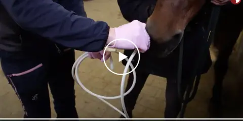 Tierarzt gibt einem Pferd Medikamente. Das pferd atmet schwer ohne husten.