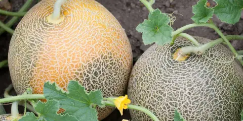 Deux melons mûrs, l'un jaune et l'autre vert, poussent sur un pied de melon. Une petite fleur jaune est visible.