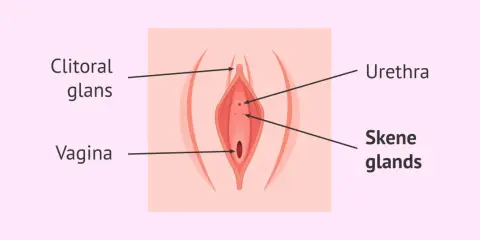 Anatomia kobiecej kobiecej prostaty (gruczołów Skene), cewki moczowej i pochwy.