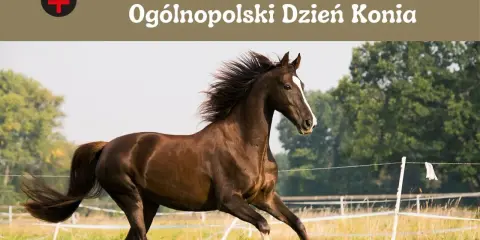 Dzień Konia: Kiedy i jak świętować? Poznaj historię 30 kwietnia!