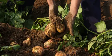 Récolte de pommes de terre. La question de savoir combien de temps après floraison est cruciale pour un bon rendement.