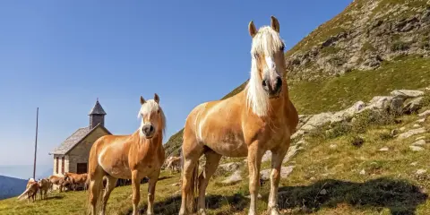 Zwei Haflinger-Pferde mit hellem Fell und Mähnen stehen auf einer Bergwiese vor einer kleinen Kapelle. Ihr freundlicher Haflinger Charakter strahlt Ruhe aus.