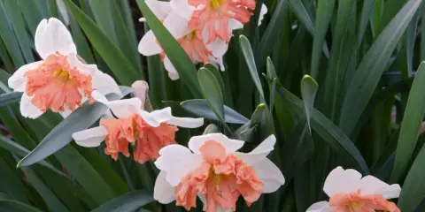 Close-up of white daffodils with ruffled peach coronas, surrounded by lush green foliage. The gardener is deadheading them to encourage new blooms.
