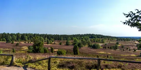 Heidelandschaft mit blühendem Heidekraut und Wald unter blauem Himmel.