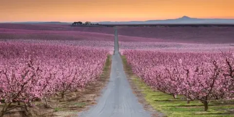 Camino recto entre campos de flores en España, bajo un cielo anaranjado.