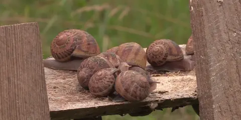 Un groupe d'escargots se repose sur une planche de bois. Ils semblent ignorer les méthodes de répulsif escargot naturel, se rassemblant joyeusement.
