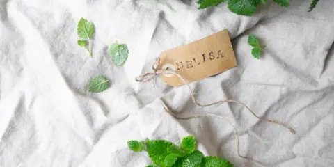 Melisa: Jak przycinać? Gęste krzewy i intensywny aromat!