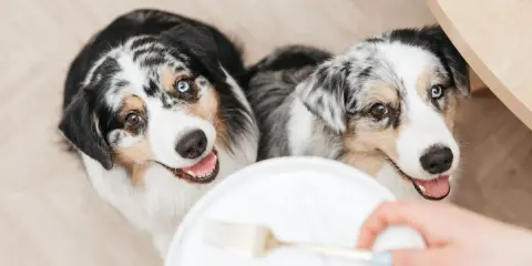 Deux bergers australiens aux yeux magnifiques attendent avec impatience leur nourriture.
