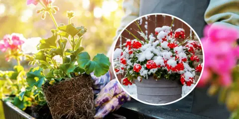 Kiedy sadzić pelargonie? Wiosną, gdy minie ryzyko przymrozków. Unikaj sadzenia w śniegu, jak na zdjęciu!