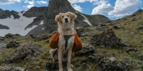 Zakopane z psem: Gdzie legalnie w Tatry? Uniknij mandatu!