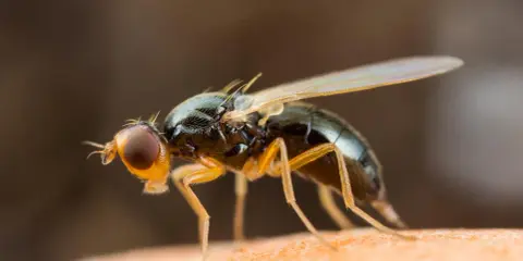 Gros plan d'une mouche de la carotte, un nuisible dont le traitement naturel est recherché par les jardiniers.