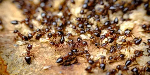 A swarm of ants, some carrying larvae, move across a textured surface. Their antennae are raised, hinting at why do ants smell and communicate.