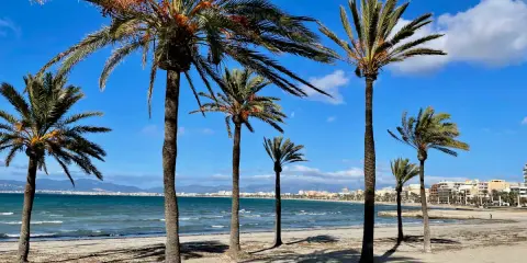 Palmen säumen den sonnigen alcudia strand. Das Meer glitzert, im Hintergrund eine Stadt.