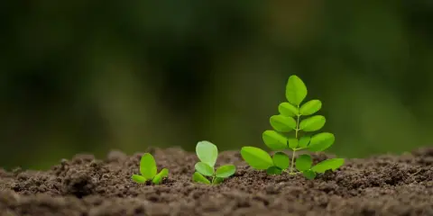 Trois jeunes pousses vertes émergent du sol brun, symbolisant la croissance et le début d'un projet, comme semer gazon.