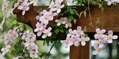 Une délicate plante grimpante aux fleurs roses pâles s'enroule autour d'une structure en bois.