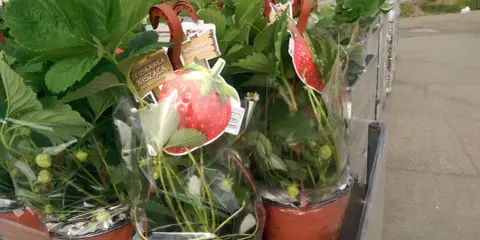 Des fraisiers en pot, prêts à être plantés, avec des étiquettes illustrant de belles fraises rouges.