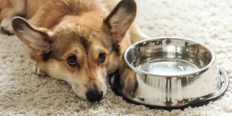 Smutny corgi leży obok miski z wodą, wyraźnie widać, że pies nie chce pić wody.